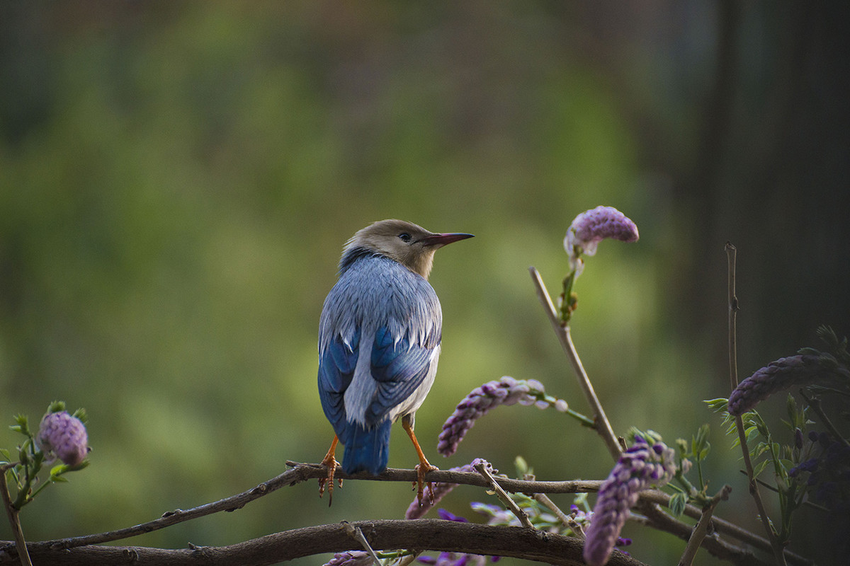 【丝光椋鸟】---拍鸟习作