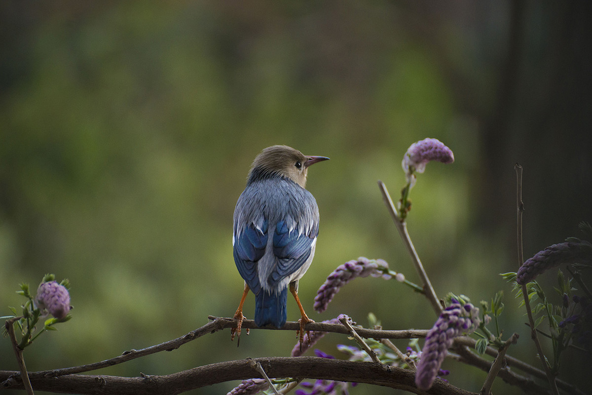 【丝光椋鸟】---拍鸟习作