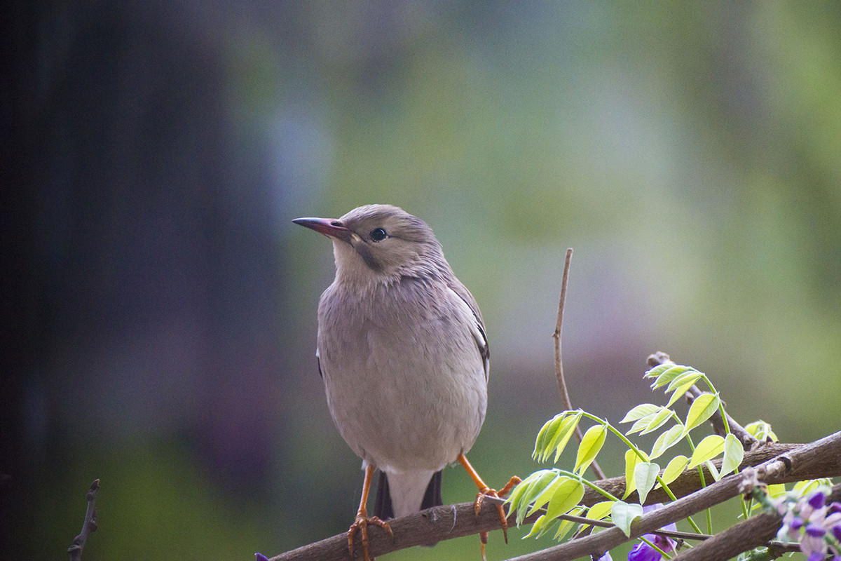 【丝光椋鸟】---拍鸟习作