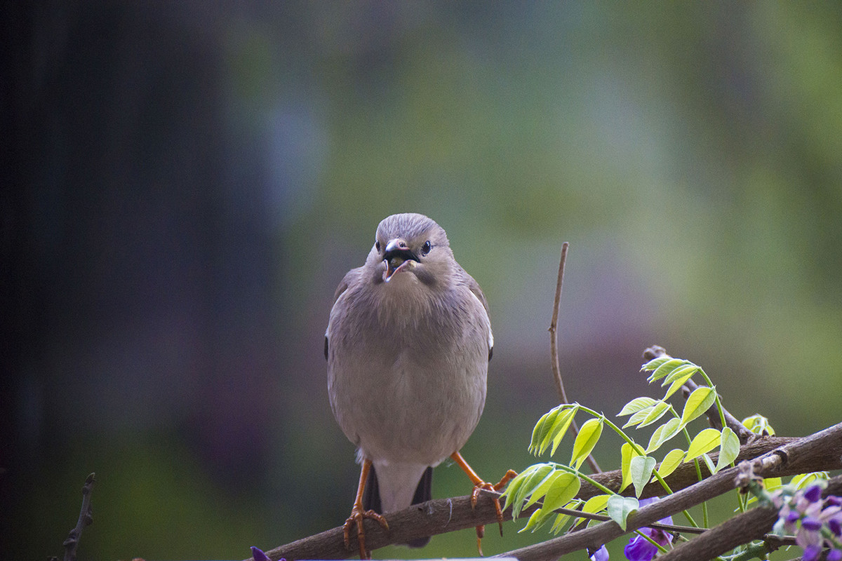 【丝光椋鸟】---拍鸟习作