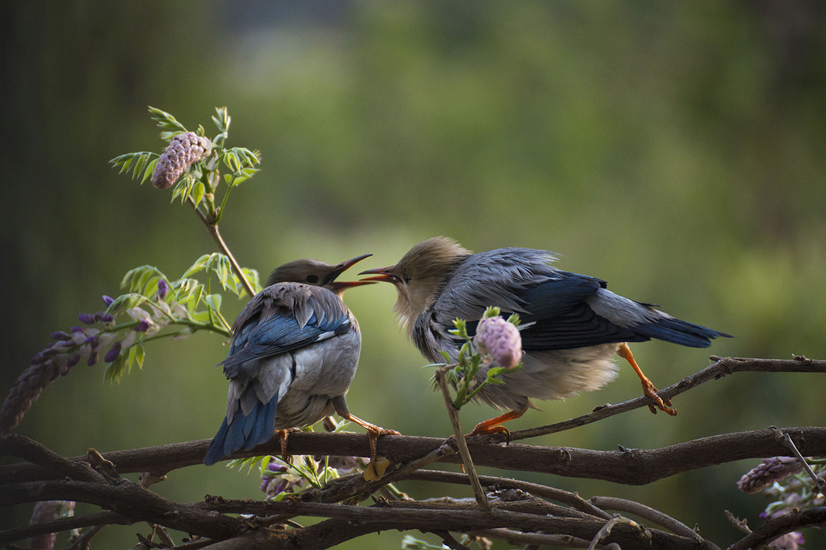 【丝光椋鸟】---拍鸟习作