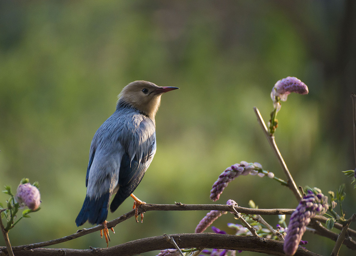 【丝光椋鸟】---拍鸟习作