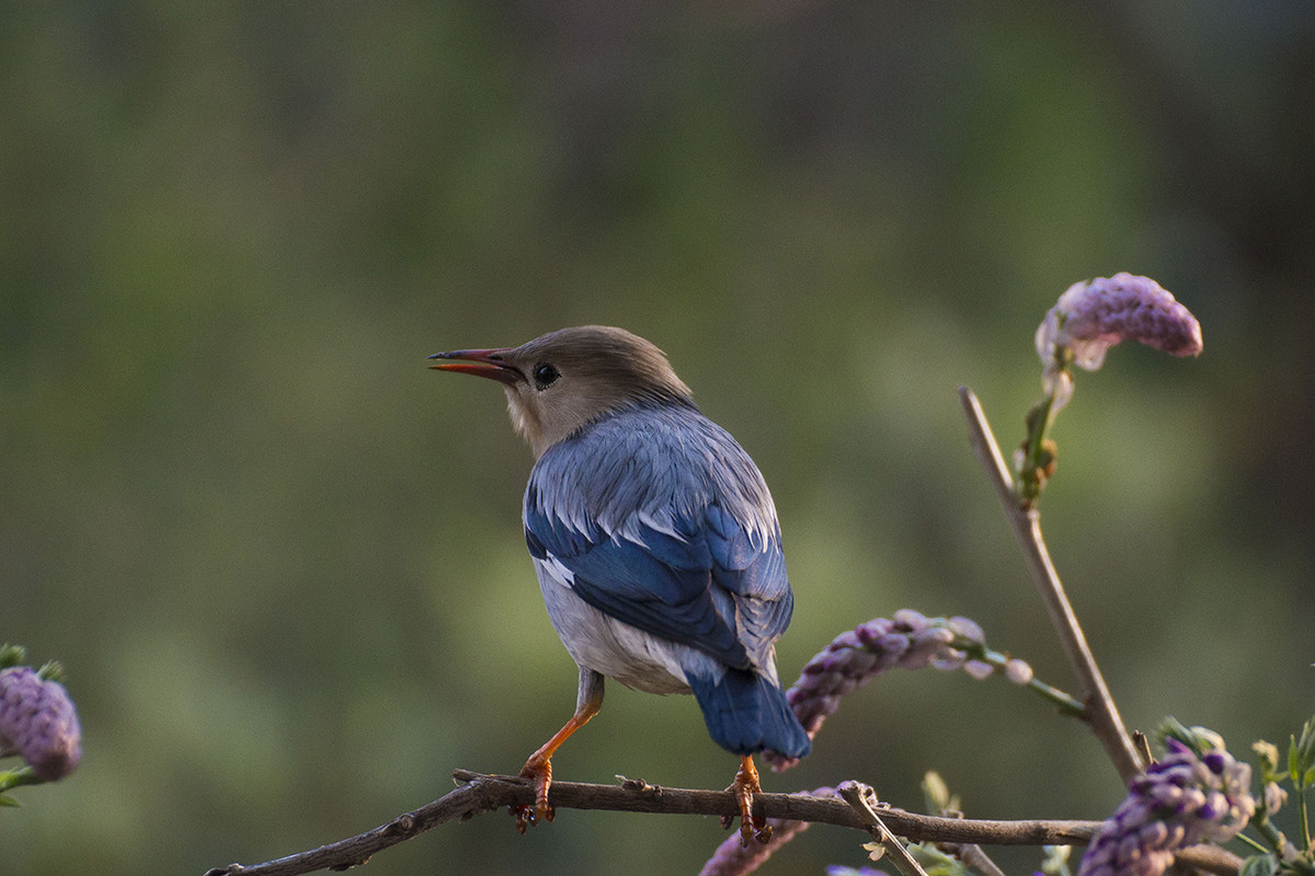 【丝光椋鸟】---拍鸟习作