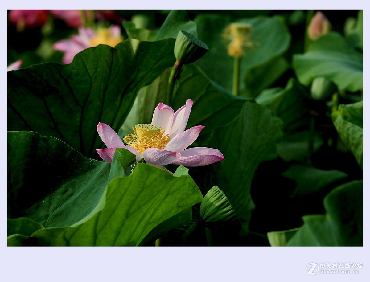 夏荷3