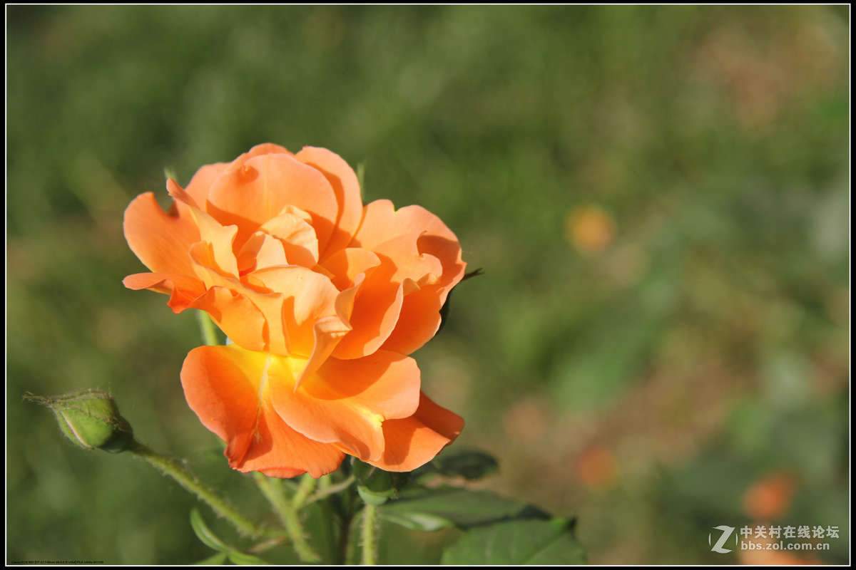 月季花