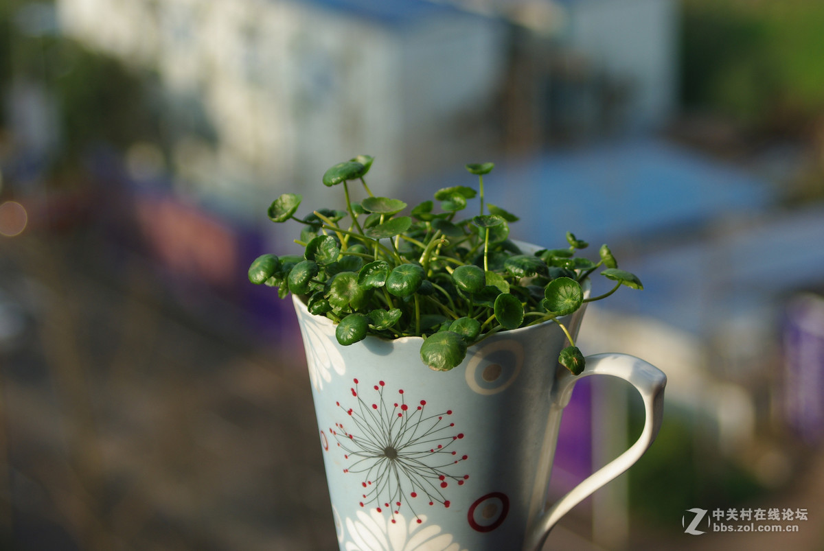 宾得K5和宾得K200D对比 镜头宾得FA28-80