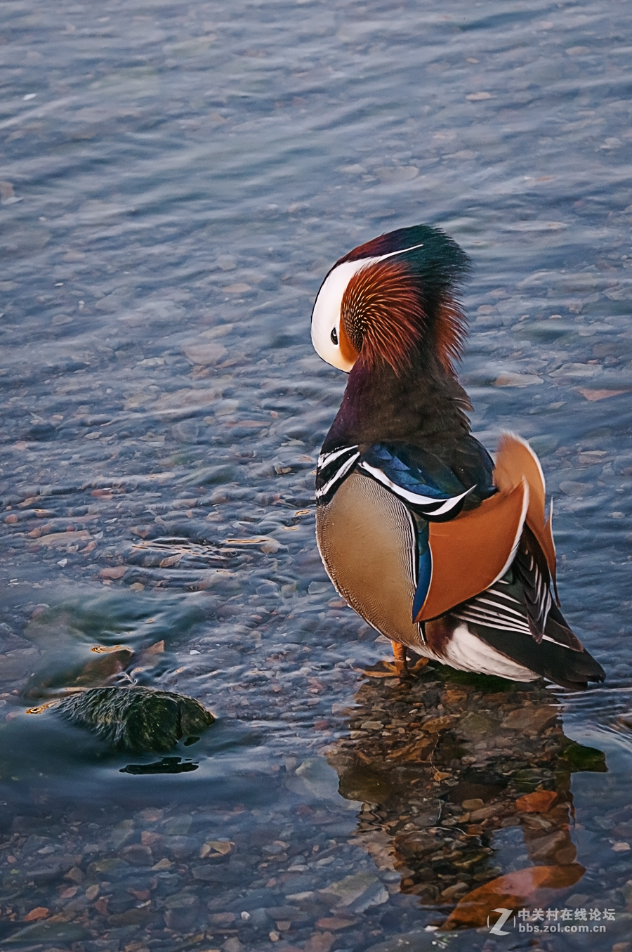 冬日里的海边——鸳鸯