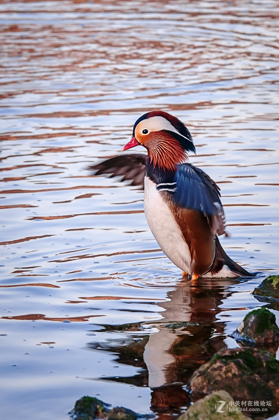 冬日里的海边——鸳鸯