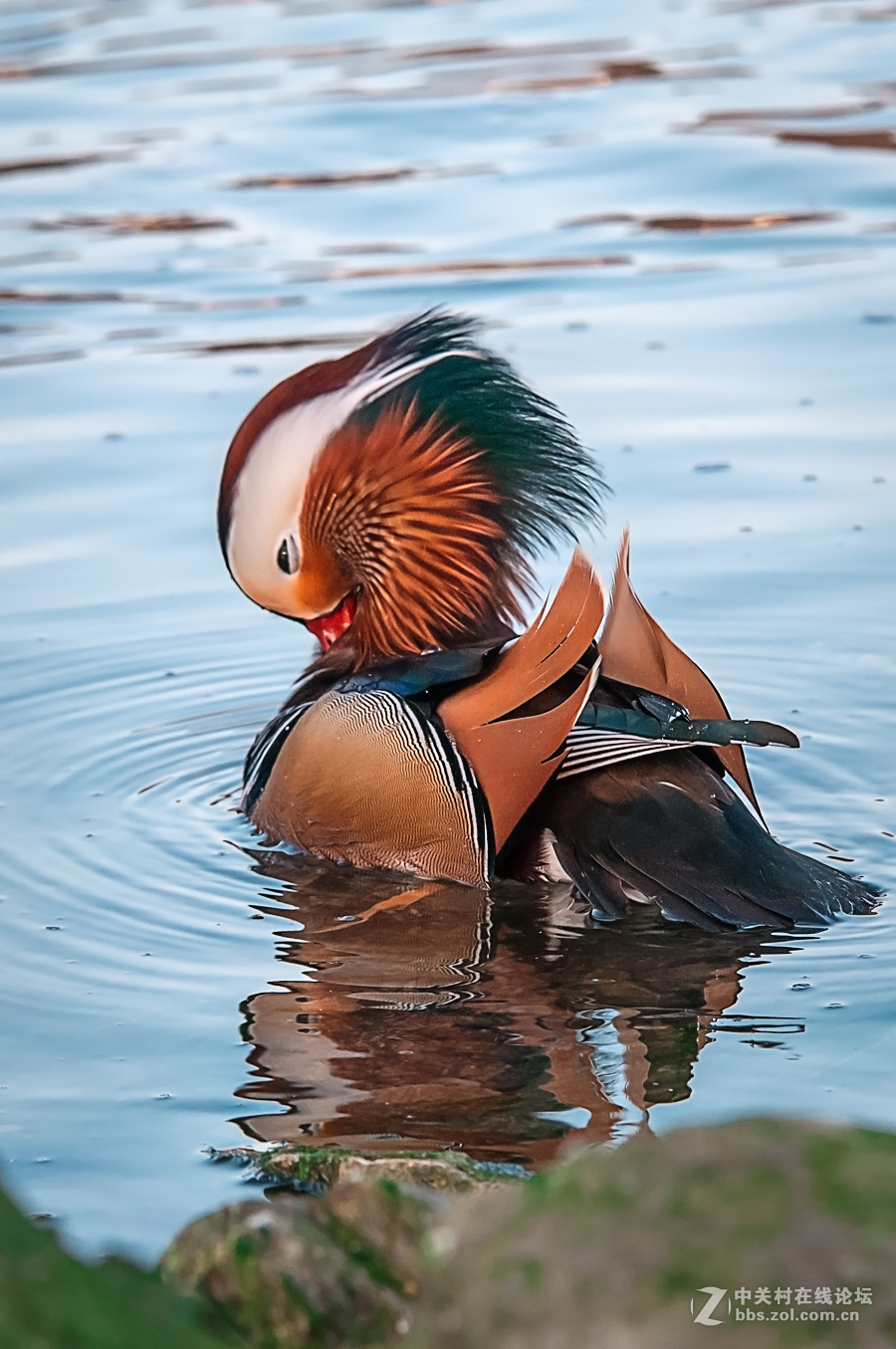 冬日里的海边——鸳鸯