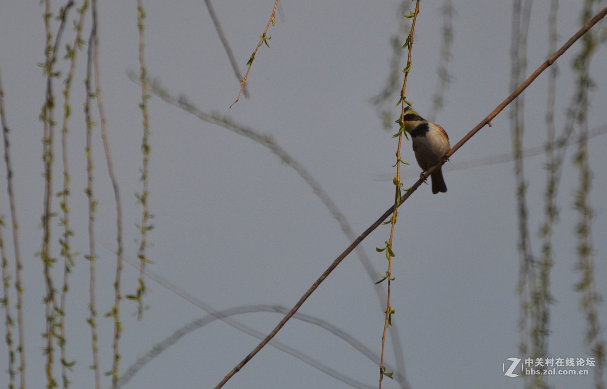 拍到一只不知名的鸟
