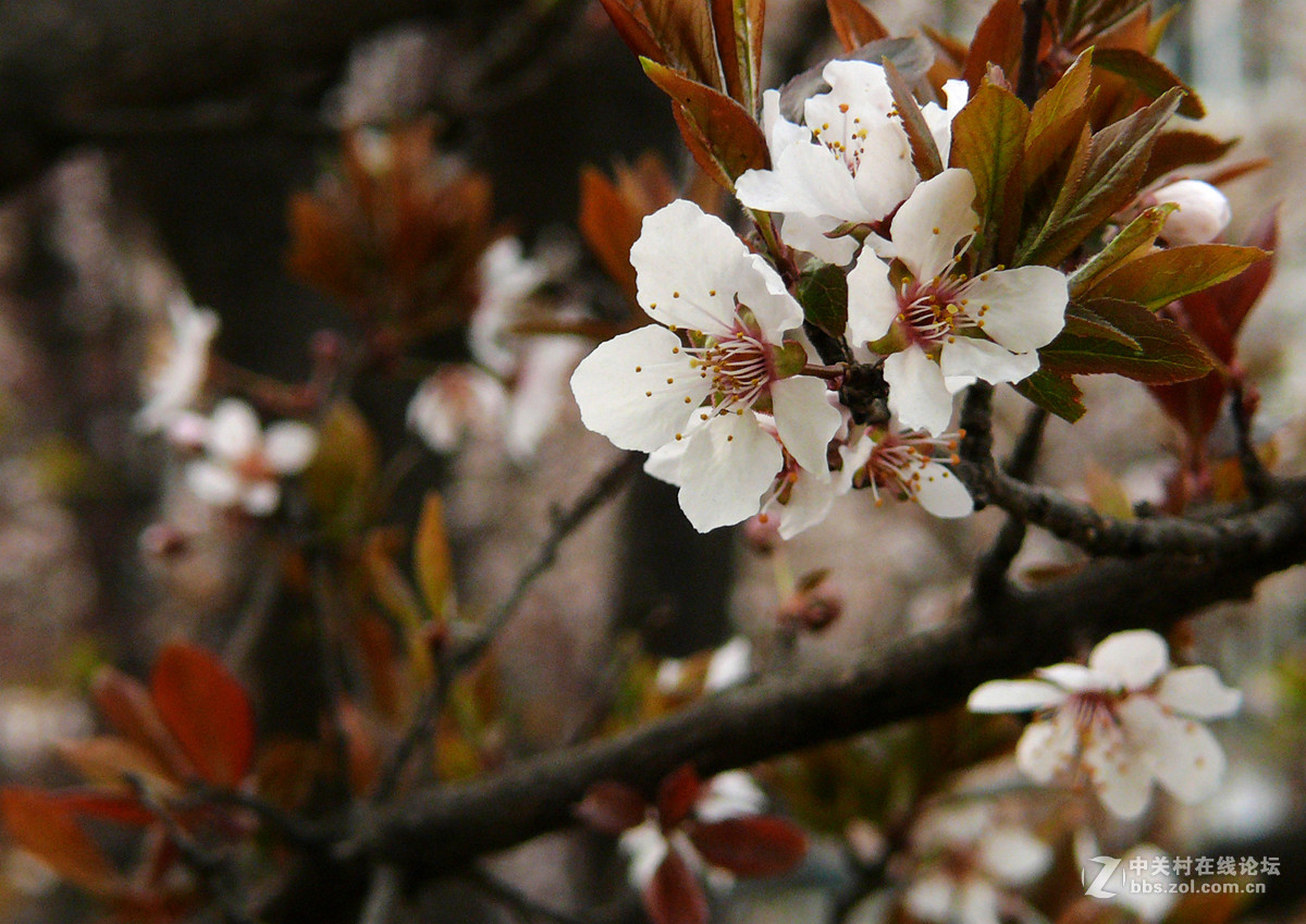 春的使者       3