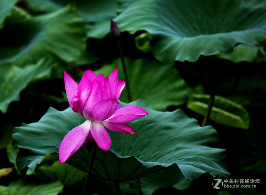 城阳世纪公园的荷花