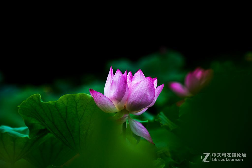 城阳世纪公园的荷花