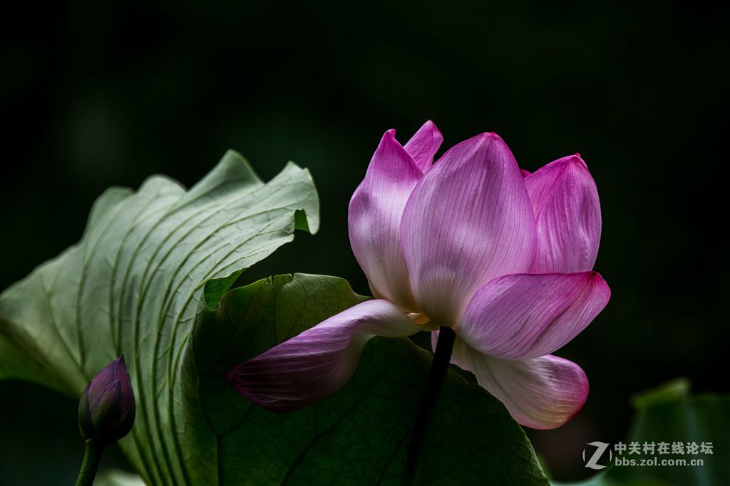 城阳世纪公园的荷花