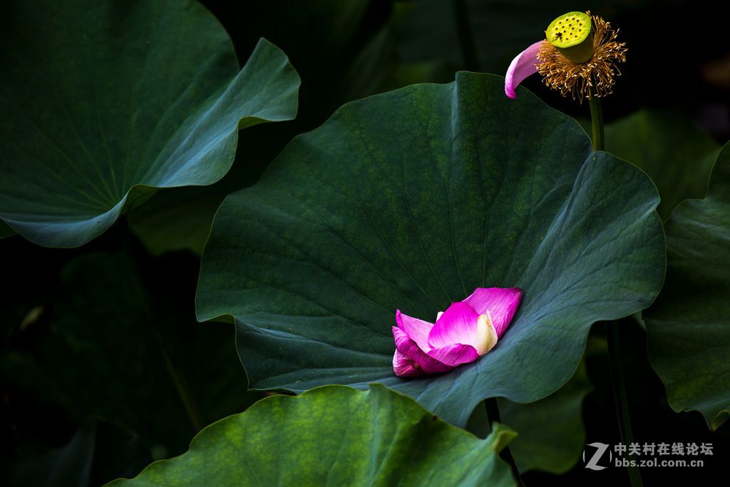 城阳世纪公园的荷花