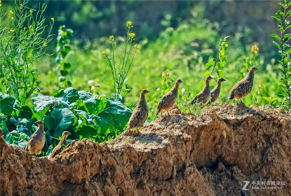 抓拍几只小山鸡