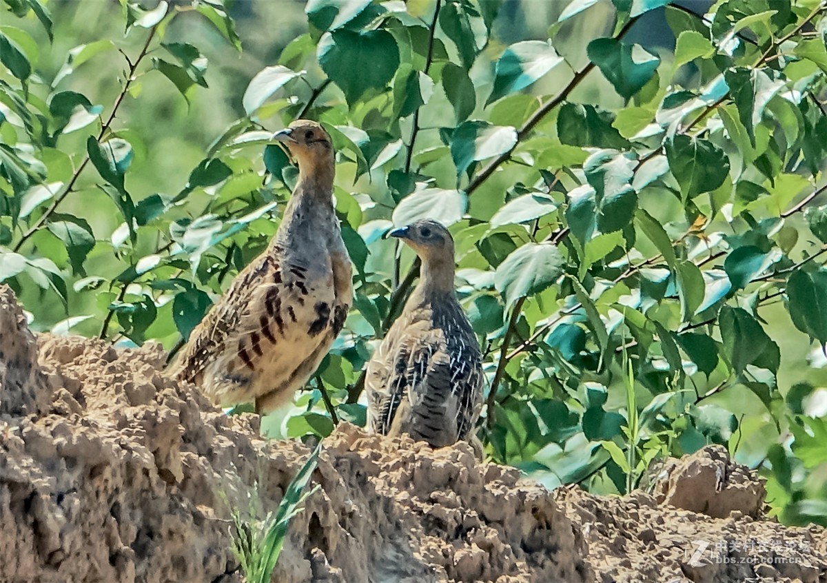 抓拍几只小山鸡