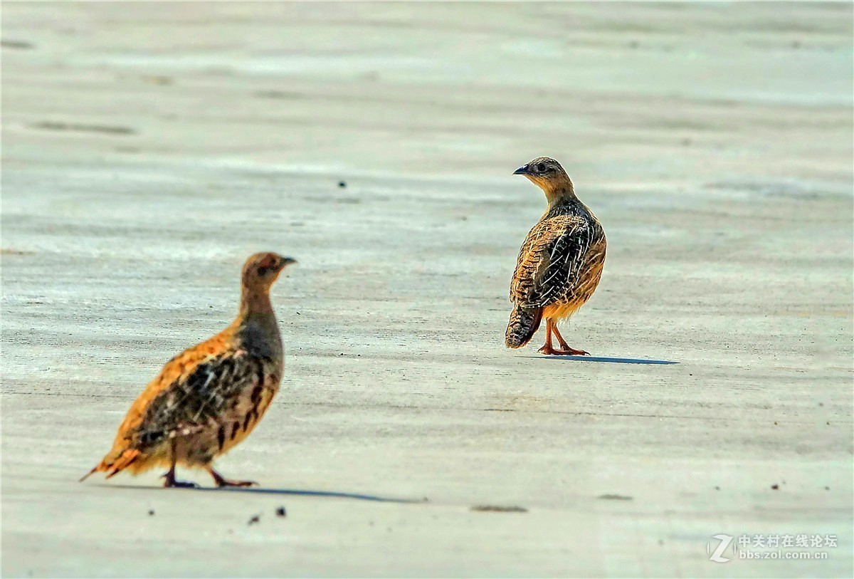 抓拍几只小山鸡