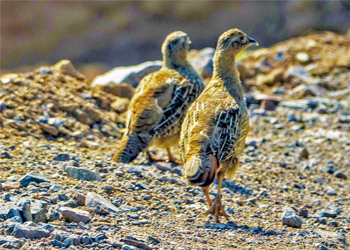抓拍几只小山鸡