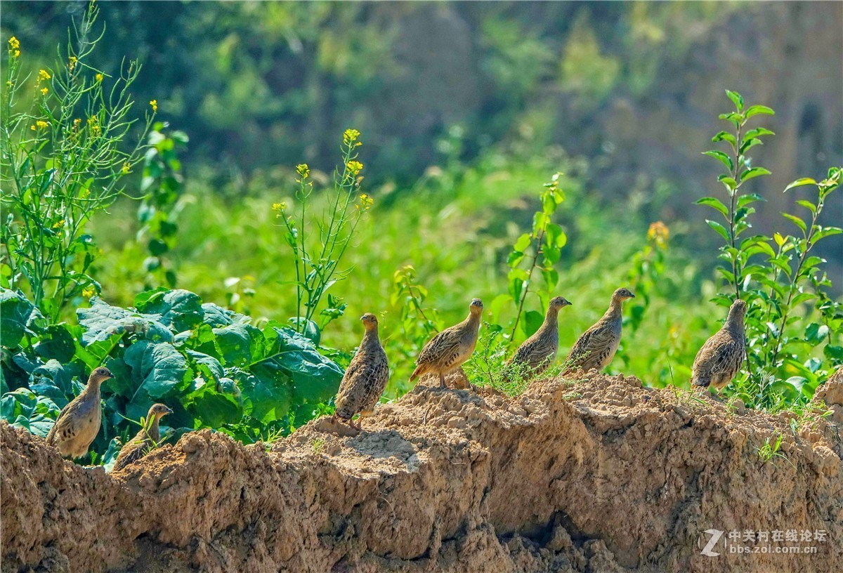 抓拍几只小山鸡