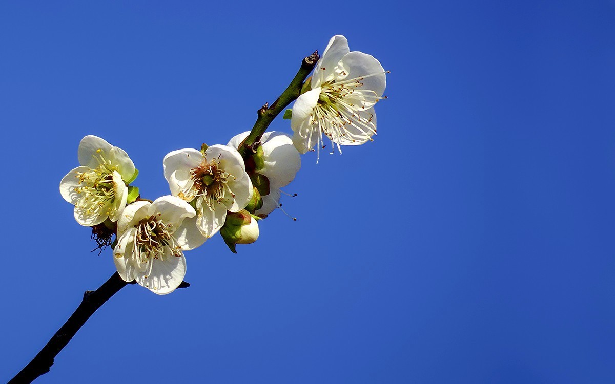 梅花贺新年（HX90试机）