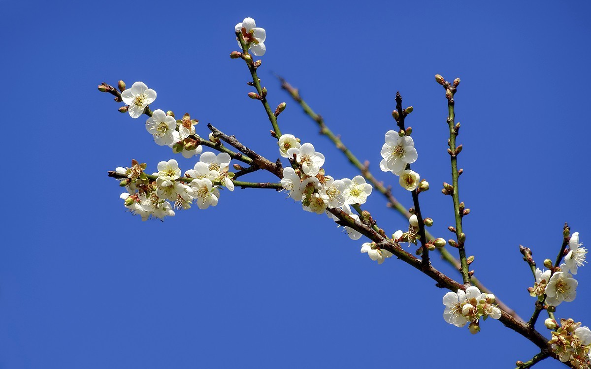 梅花贺新年（HX90试机）