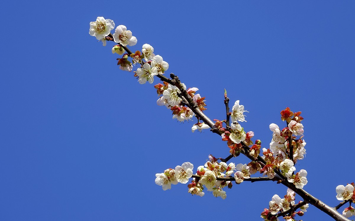 梅花贺新年（HX90试机）