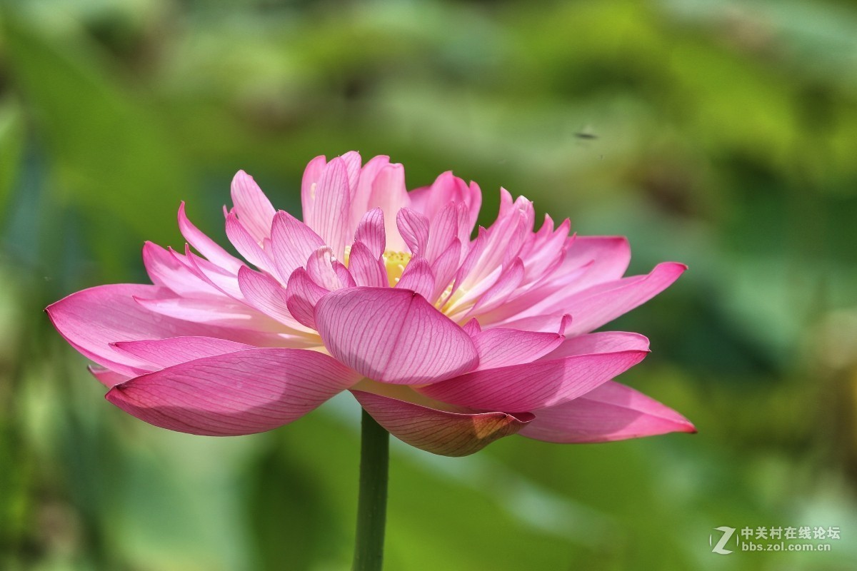 佳能600d拍摄花的摄影教程的简单介绍