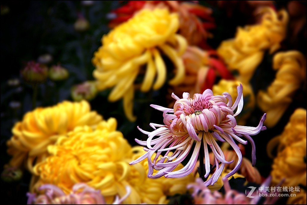 秋菊
