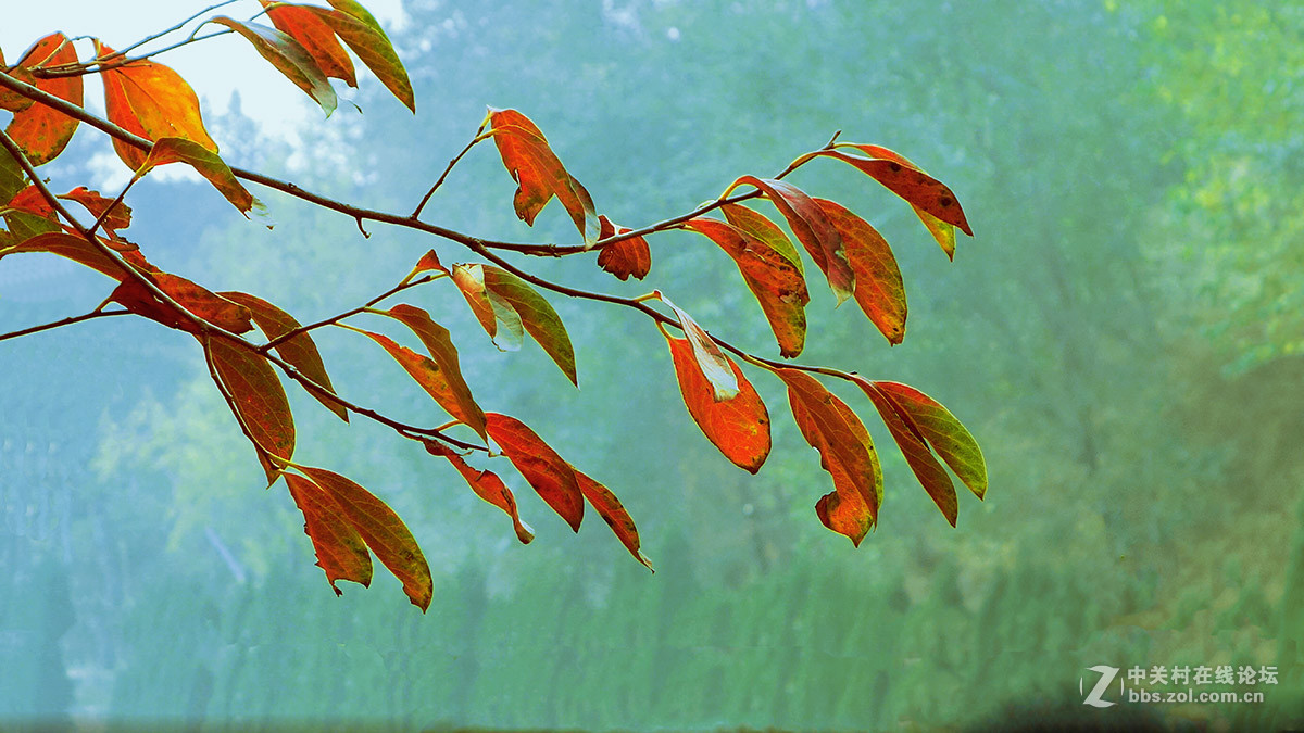 火红的事业（柿叶）