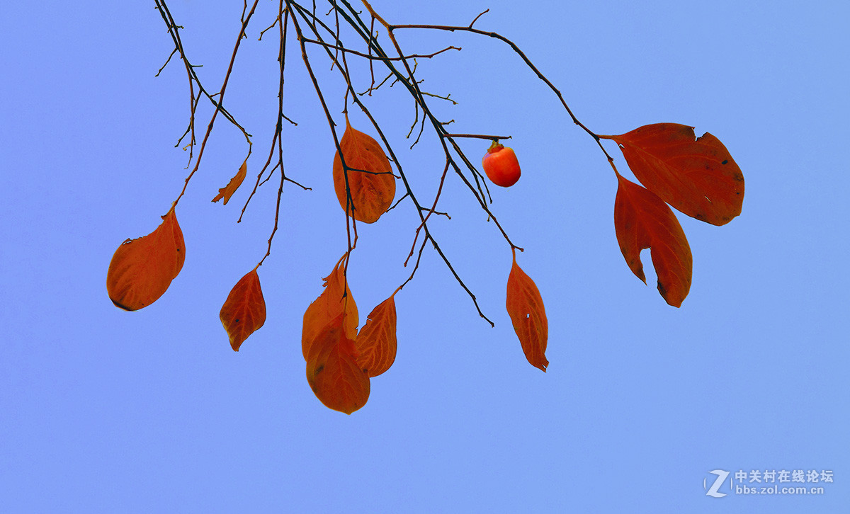 火红的事业（柿叶）