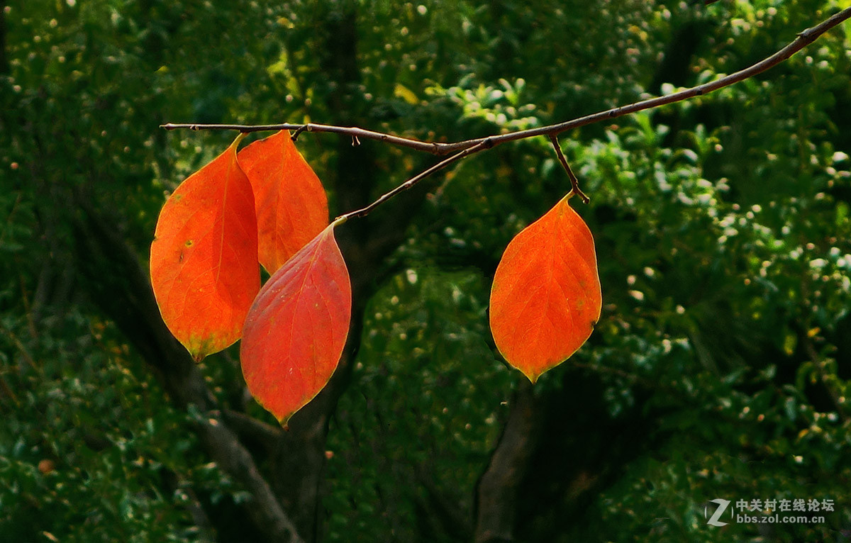 火红的事业（柿叶）