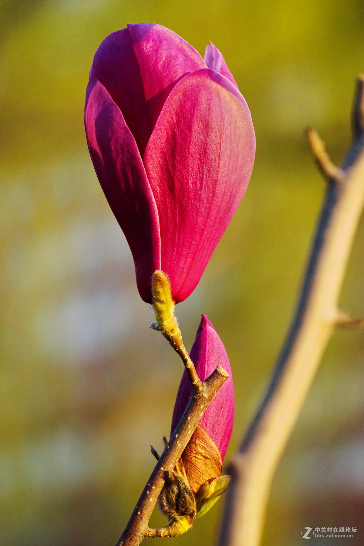 含苞待放紫玉兰