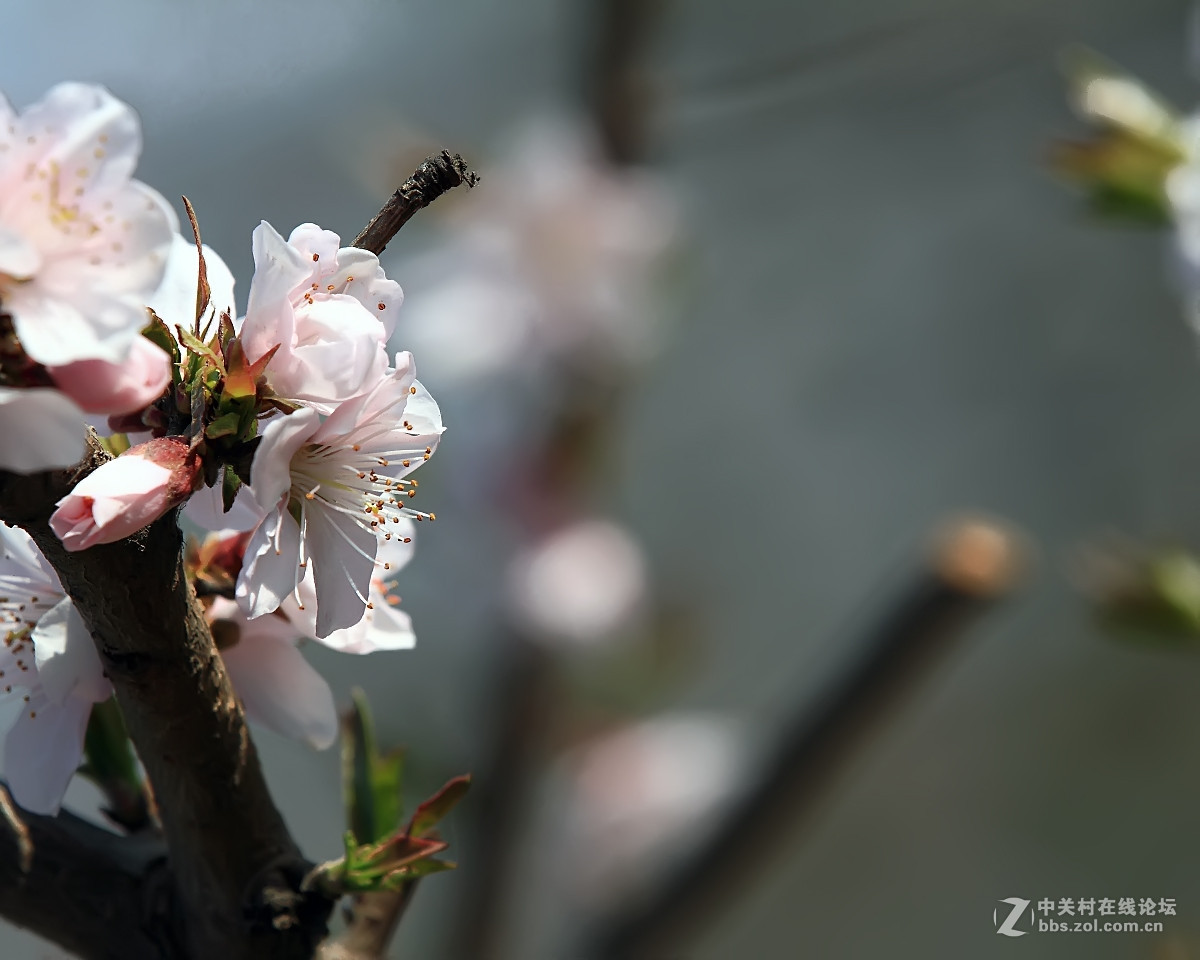 牧野挑花2……