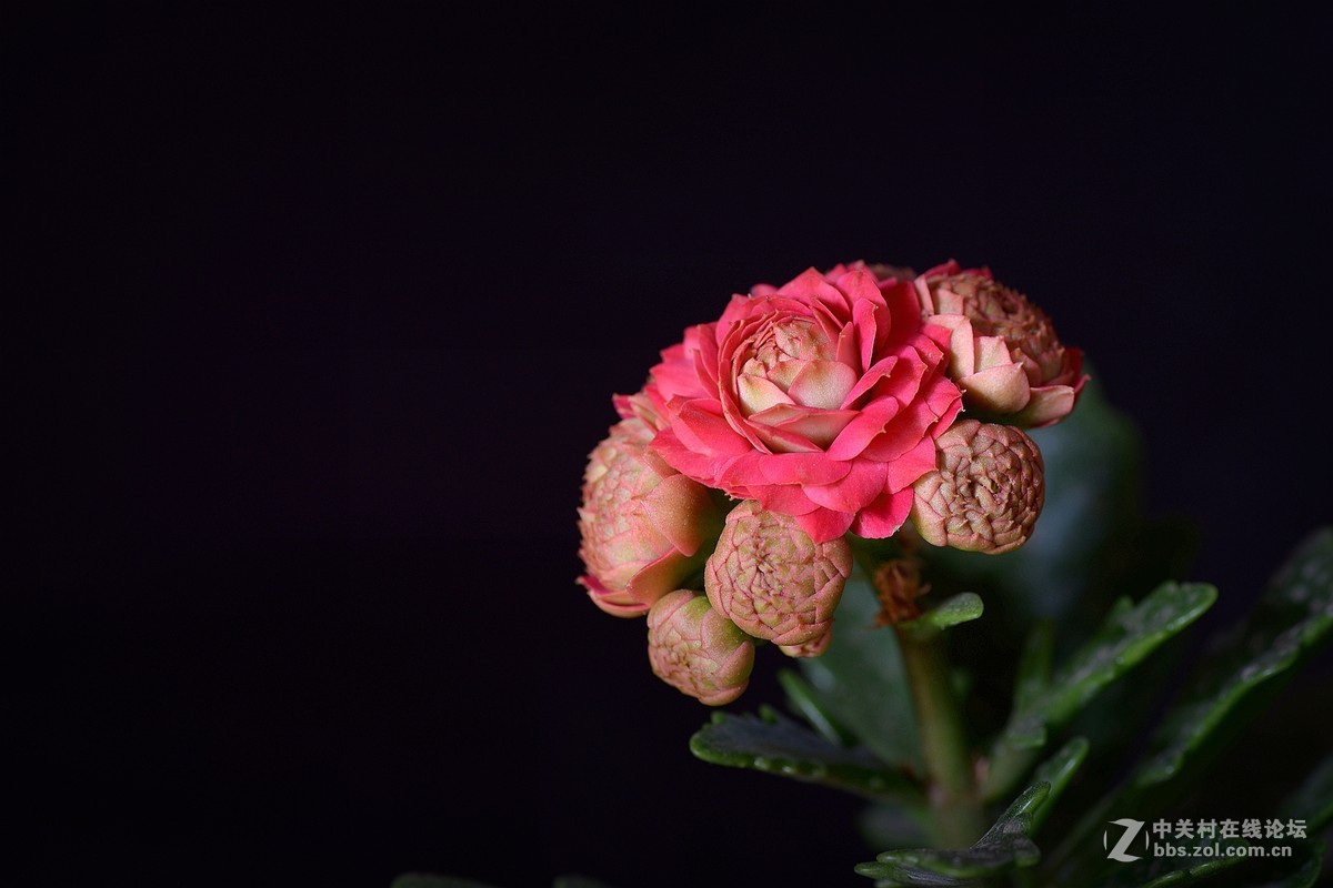 #版主坐堂# 【南京星空(中国)】2016年3月部分优秀作品欣赏