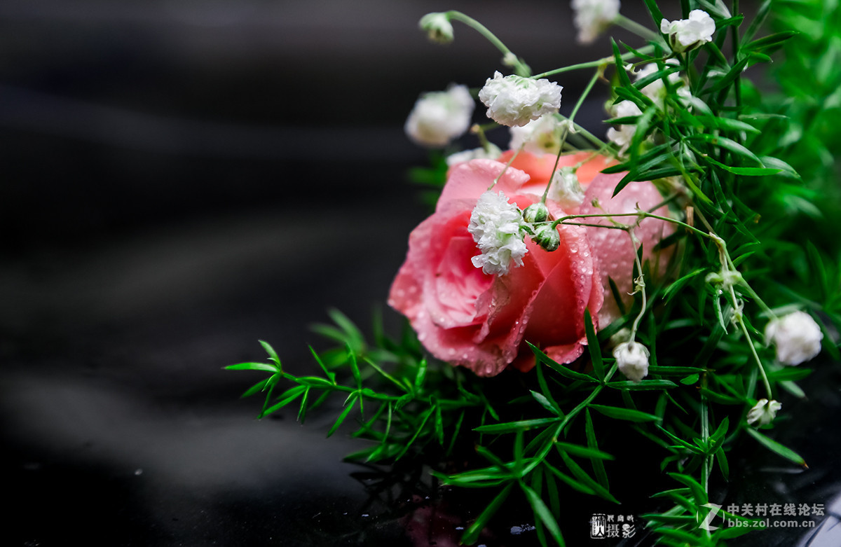 新年第一帖--花之语