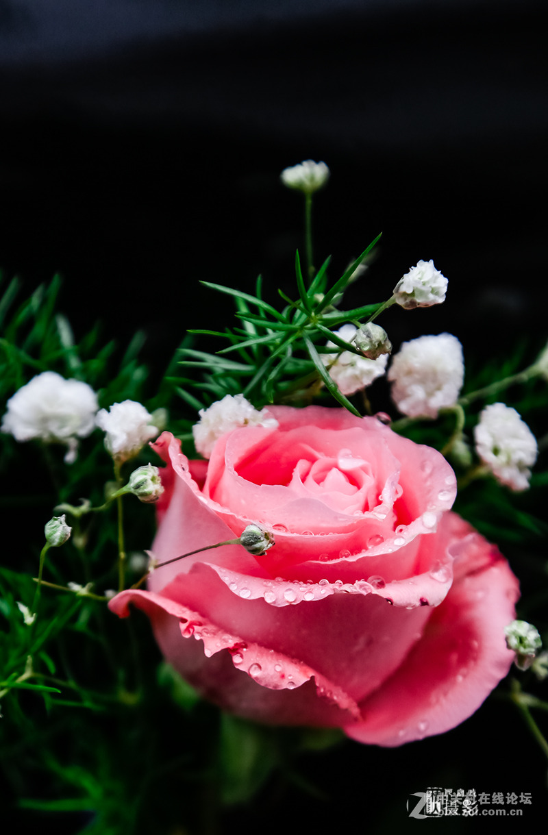 新年第一帖--花之语