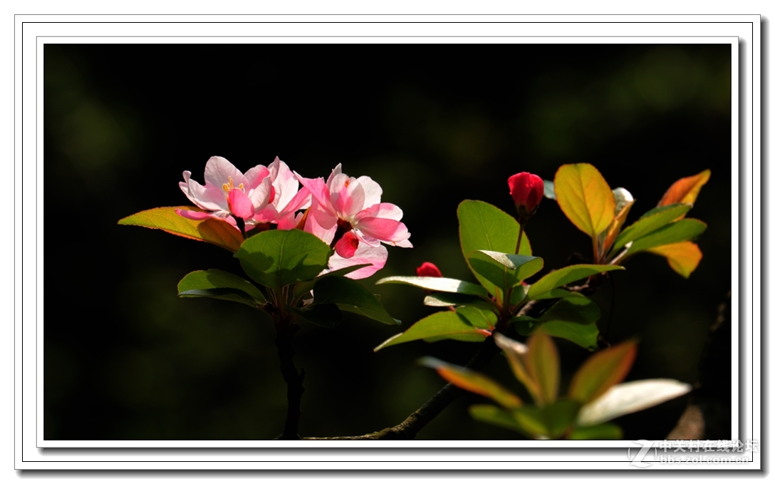 花滿枝頭