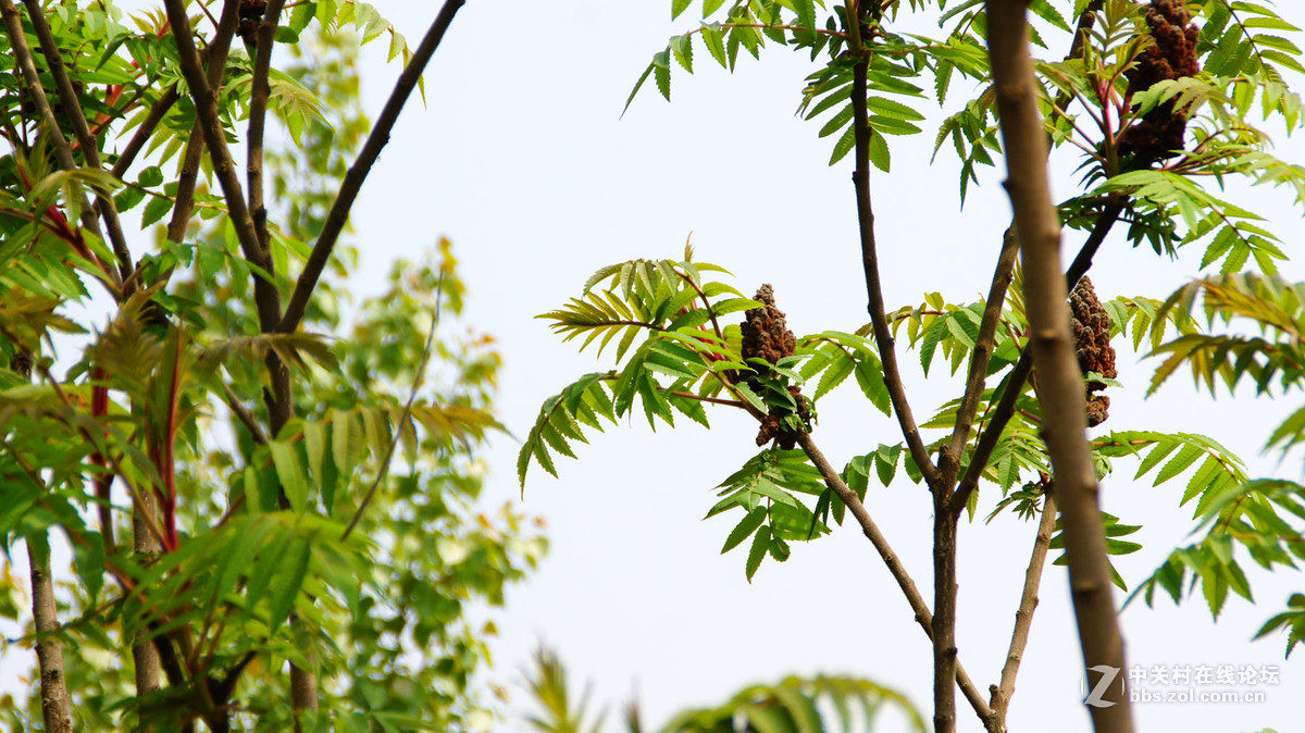 杜培峰之月亮湾初夏