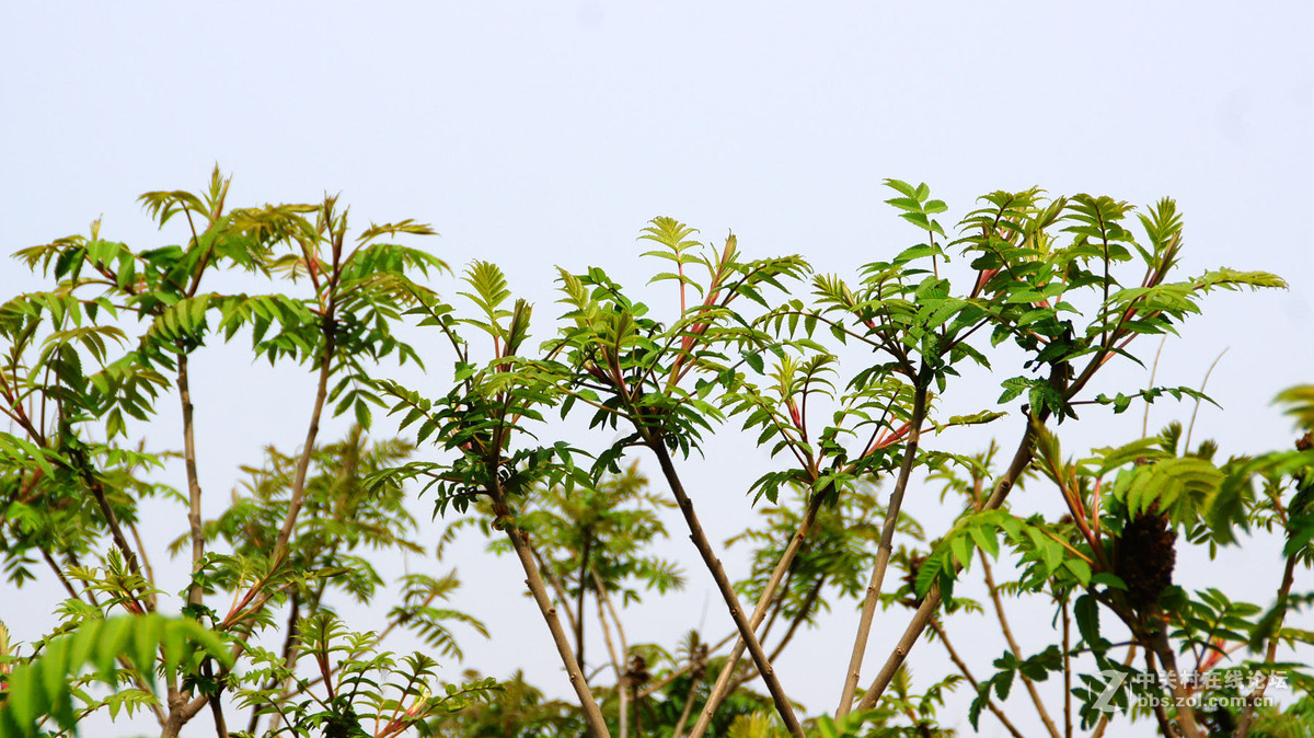 杜培峰之月亮湾初夏