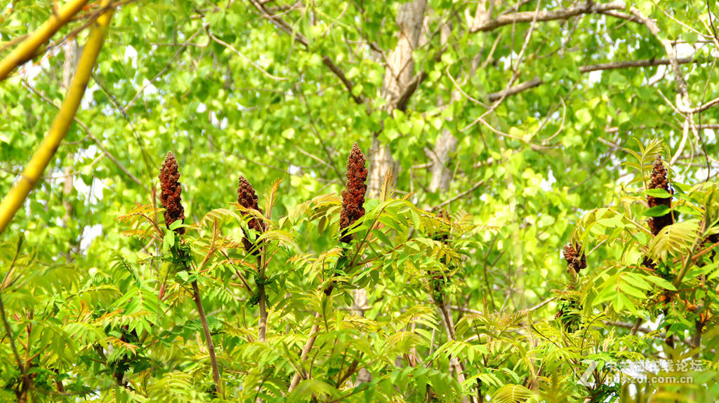 杜培峰之月亮湾初夏