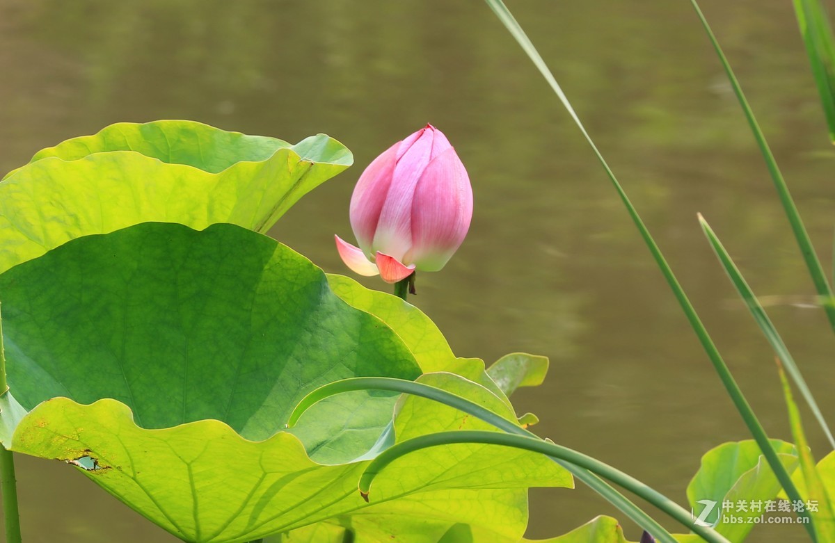 禅堂寺前拍早荷