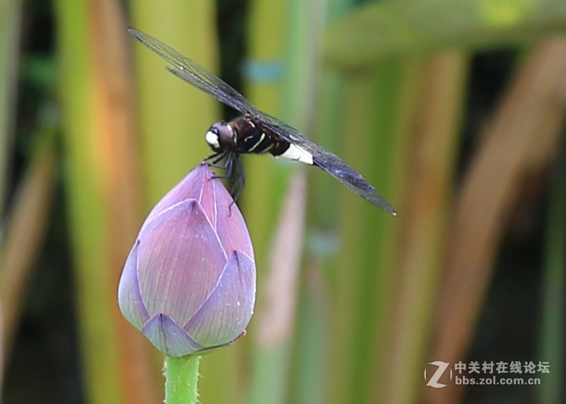 禅堂寺前拍早荷