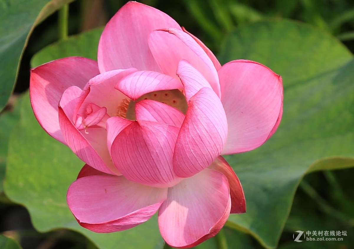 禅堂寺前拍早荷