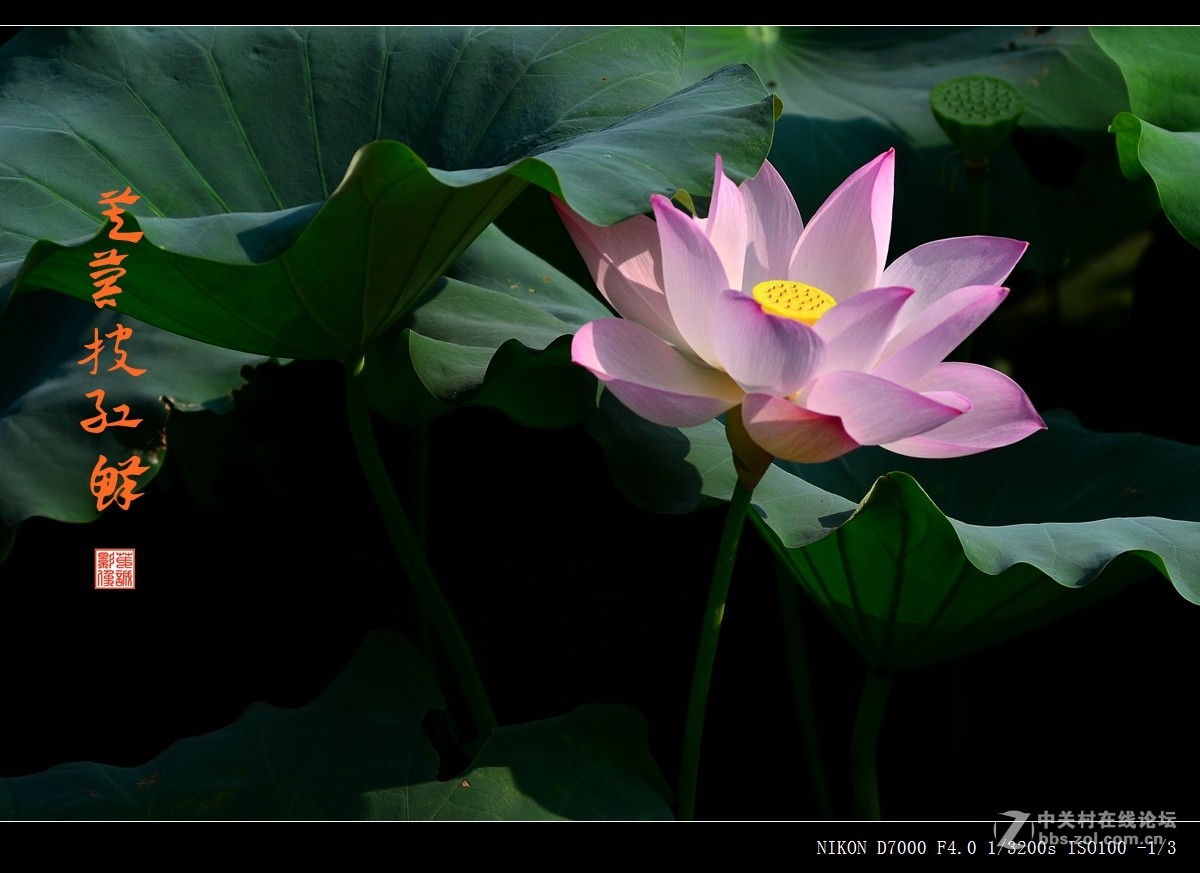 青荷盖绿水，芙蓉披红鲜