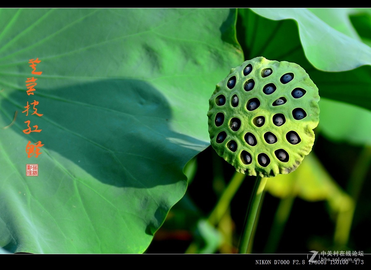 青荷盖绿水，芙蓉披红鲜