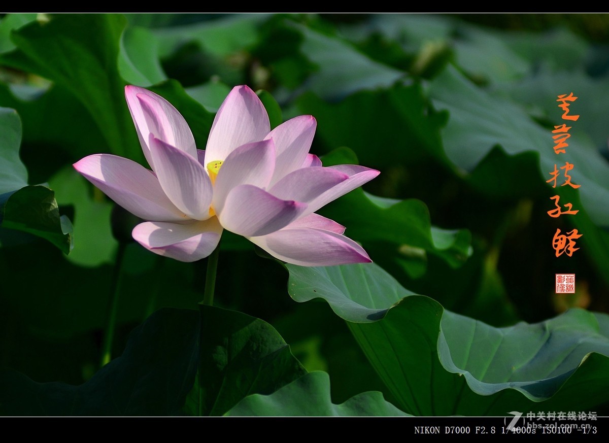 青荷盖绿水，芙蓉披红鲜