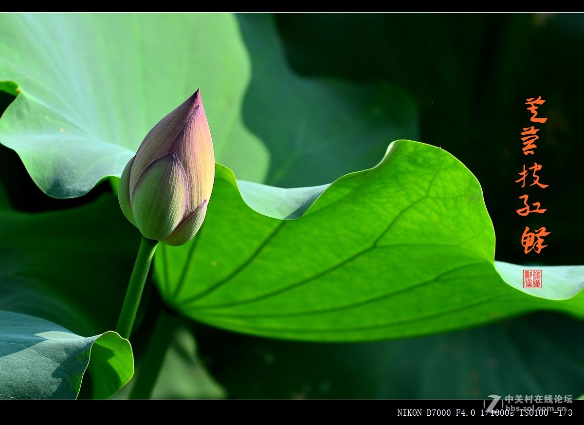青荷盖绿水，芙蓉披红鲜
