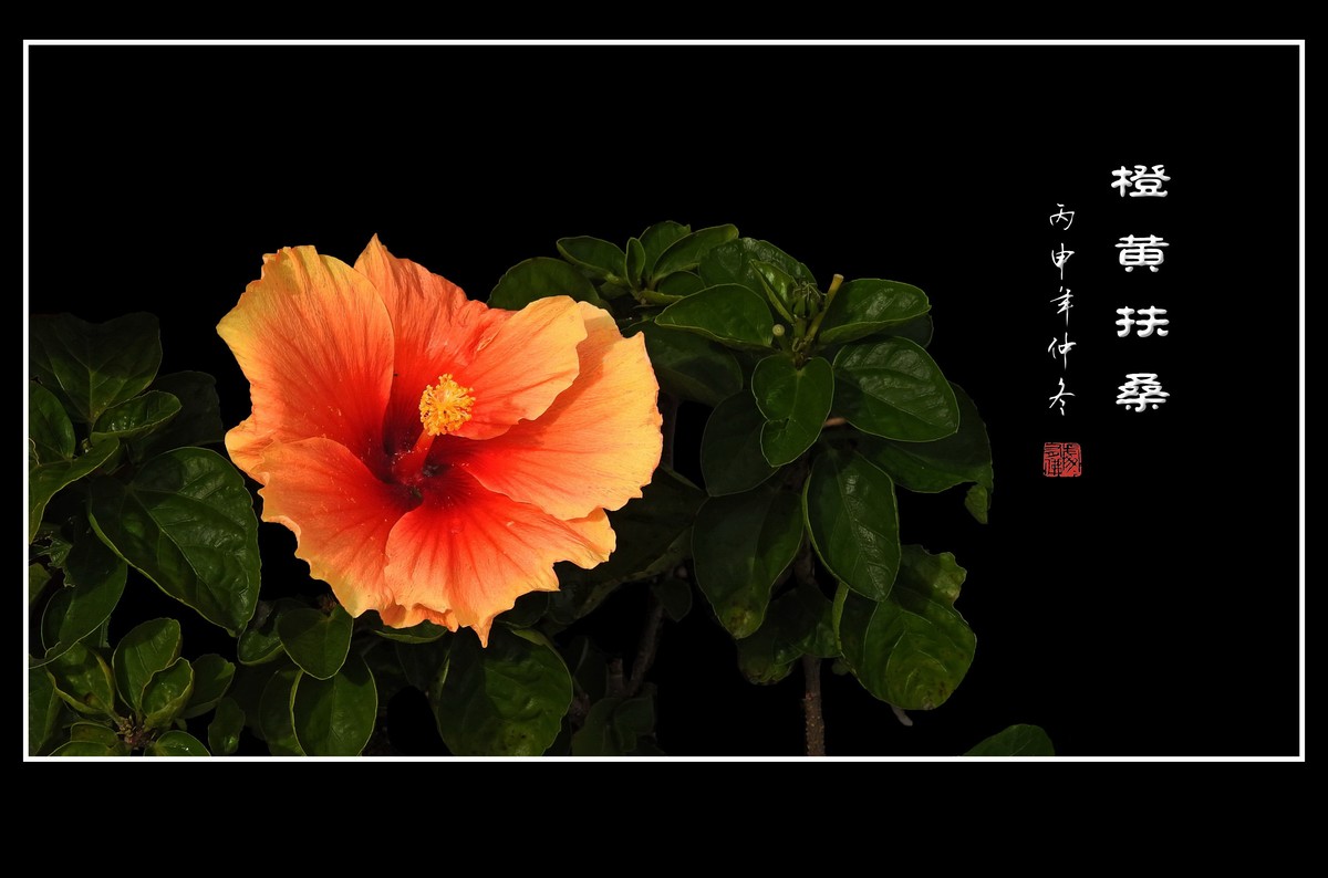 漂亮的橙黄扶桑