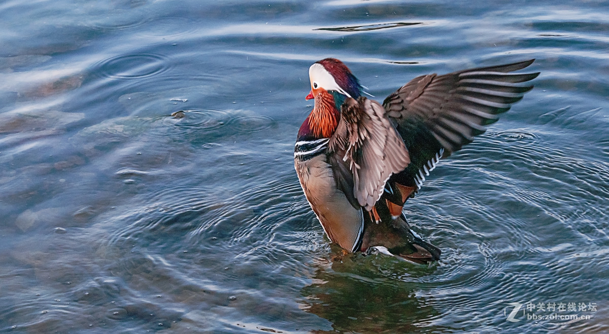冬日里的海边——鸳鸯